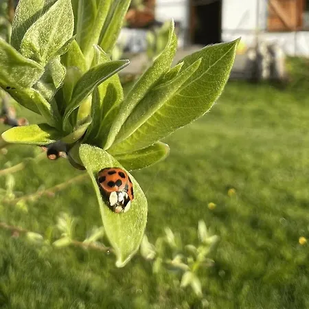 Semesterbostad Austeria