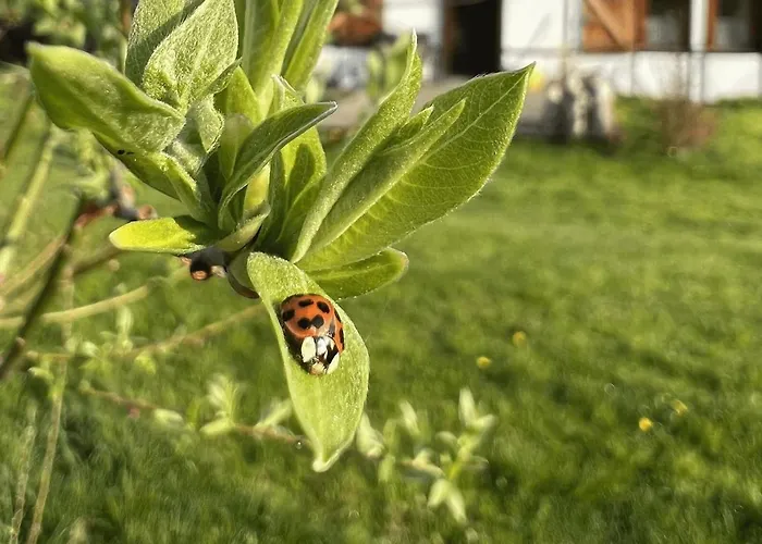 בית נופש Austeria